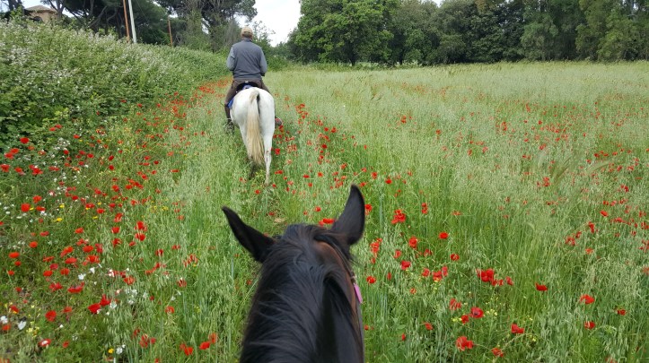 Appian Park on Horseback in Rome with Field of Poppies